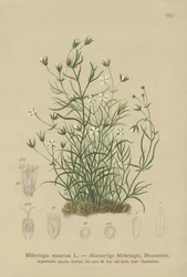 Mossy Sandwort（Moehringia muscosa、Möhringiamuscosa）